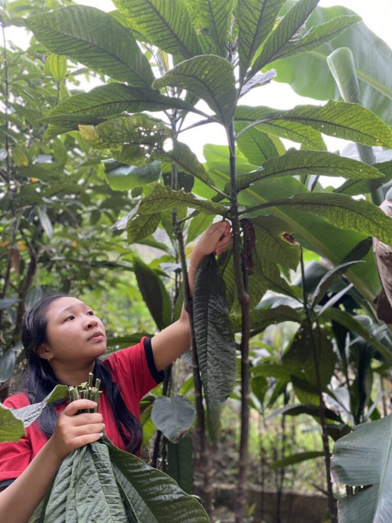 Thu hoạch lá khôi nhung tía